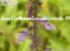 Coleus Forskohlii Extract